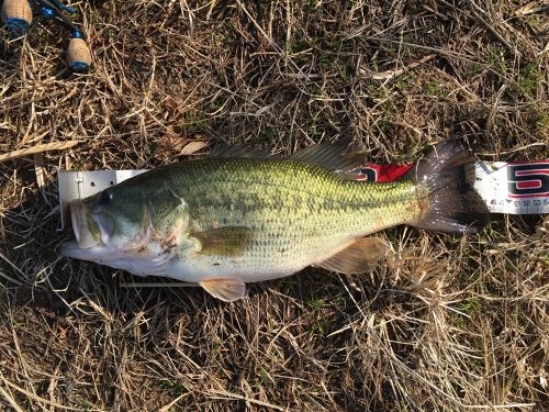 ブラックバスの釣果