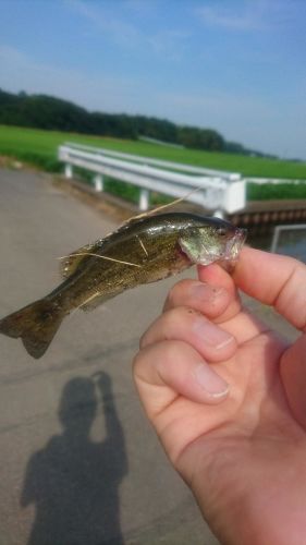 ラージマウスバスの釣果