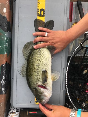 ブラックバスの釣果