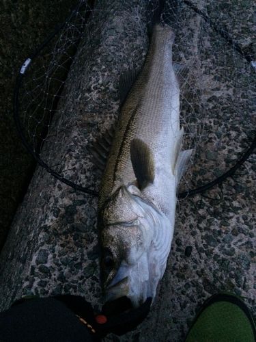 スズキの釣果