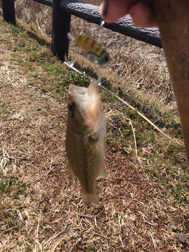 ラージマウスバスの釣果