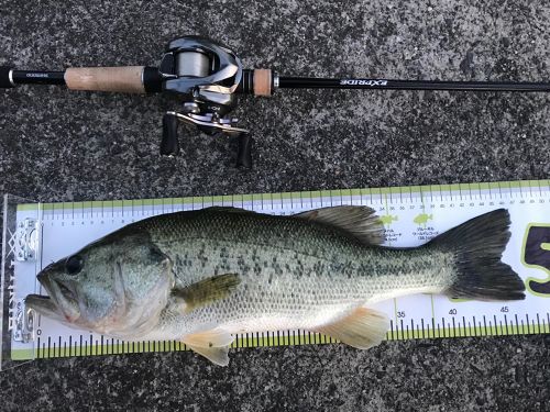 ブラックバスの釣果