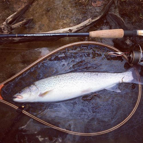 イトウの釣果