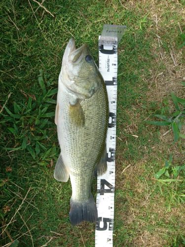 ブラックバスの釣果