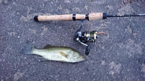 ブラックバスの釣果