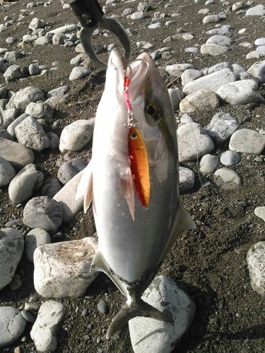 ショゴの釣果