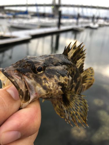 タケノコメバルの釣果