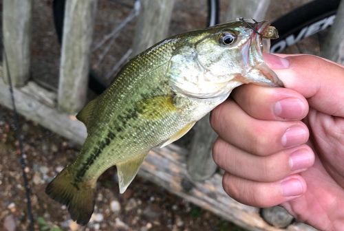 ブラックバスの釣果