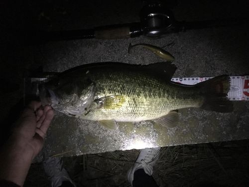 ブラックバスの釣果