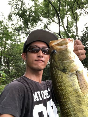 ブラックバスの釣果