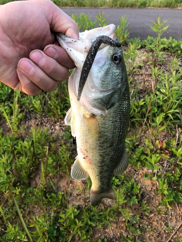 ブラックバスの釣果