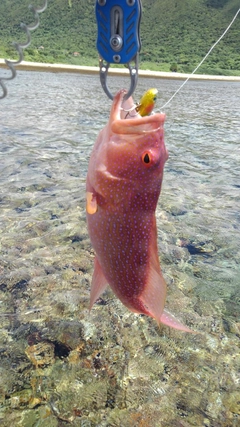 スジアラの釣果