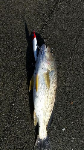 ニベの釣果