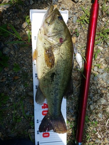 ブラックバスの釣果