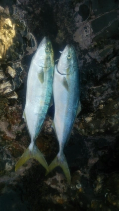 ツバスの釣果