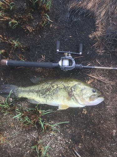 ブラックバスの釣果