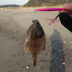 カレイの釣果