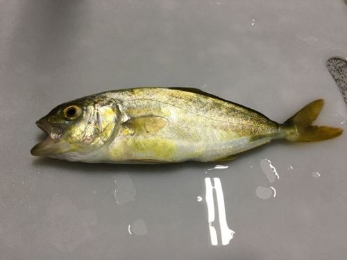 ショッコの釣果