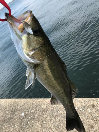 セイゴ（マルスズキ）の釣果