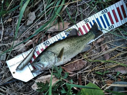 ブラックバスの釣果