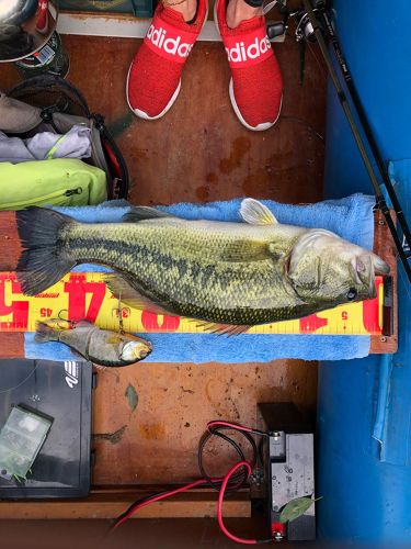 ブラックバスの釣果