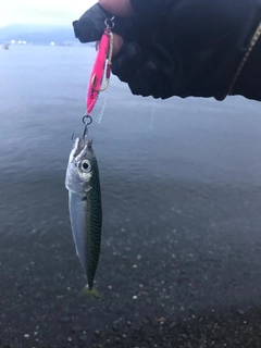 サバの釣果