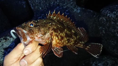 カサゴの釣果