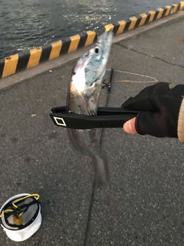 釣果