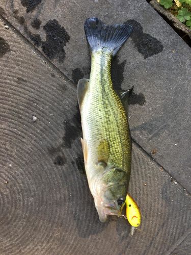 ブラックバスの釣果