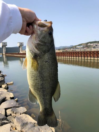 ブラックバスの釣果