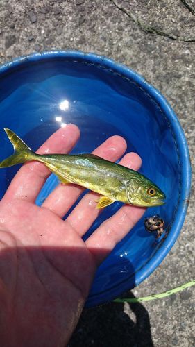 ブリの釣果