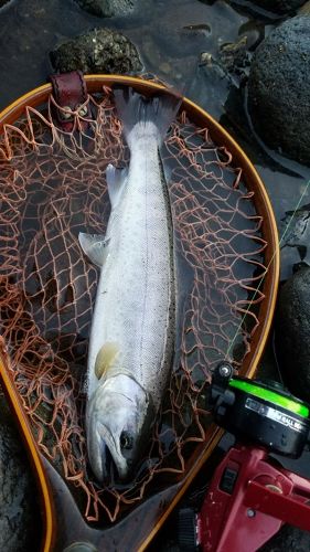 ヤマメの釣果