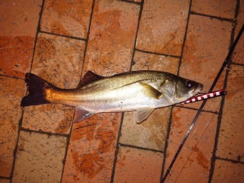 スズキの釣果