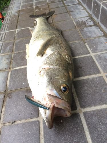 ハクラ（タイリクスズキ）の釣果