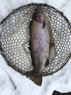 ニジマスの釣果