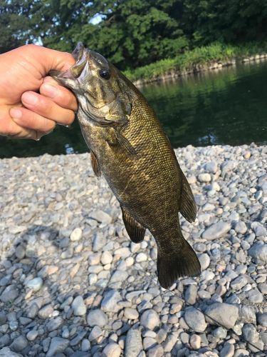 スモールマウスバスの釣果