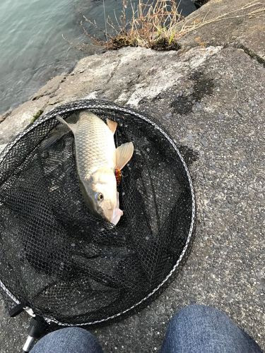 ニゴイの釣果