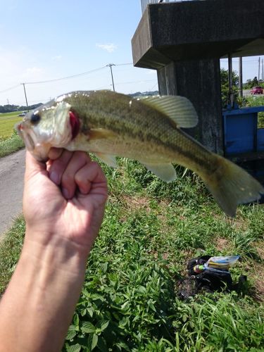 ラージマウスバスの釣果