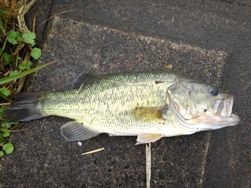 ブラックバスの釣果