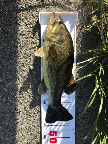 ブラックバスの釣果