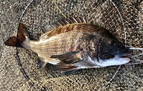 クロダイの釣果