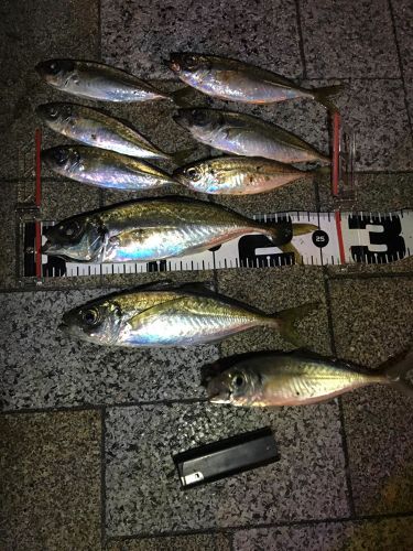 アジの釣果