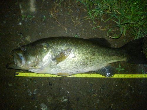 ブラックバスの釣果