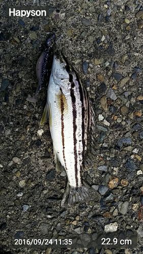 コトヒキの釣果