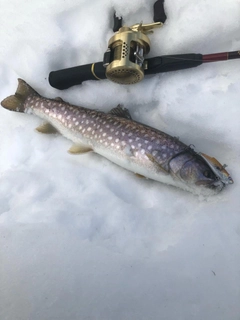 アメマスの釣果