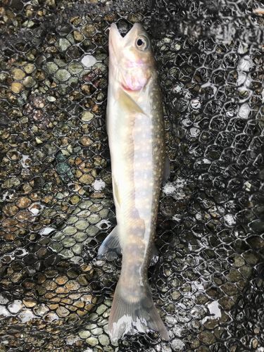 イワナの釣果