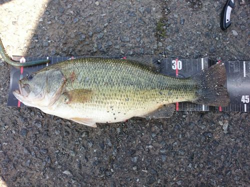 ブラックバスの釣果