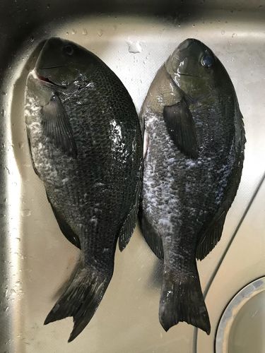 グレの釣果