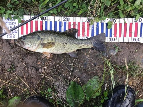 ブラックバスの釣果