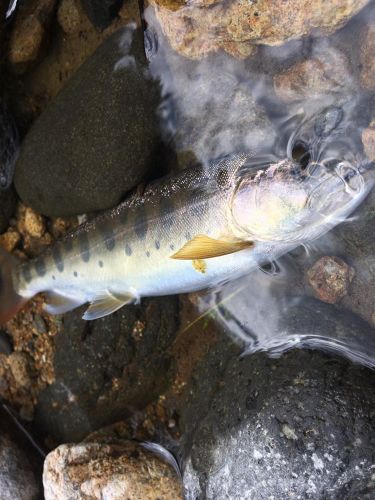 ヤマメの釣果